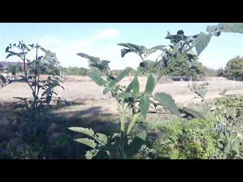 S měděným drátem proti plísni na rajčatech. Funguje mi to! A våm?