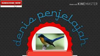 Download lagu Suara pikat tledekan full enam menit dijamin ampuh untuk memancing biar cepat gacor mp3 Download lagu Suara pikat tledekan full enam menit dijamin ampuh untuk memancing biar cepat gacor mp3