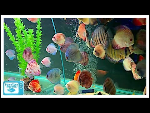 The Fish Factory Store Tour: Something for Everyone!!