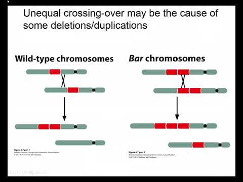 Genetics Chapter 6 Captivate Lecture parts 1 and 2