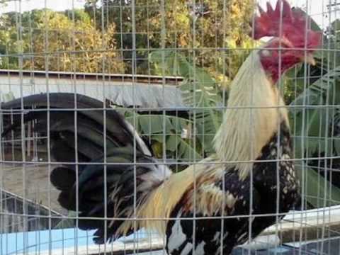Gallo Camarón (Chabuca Granda)