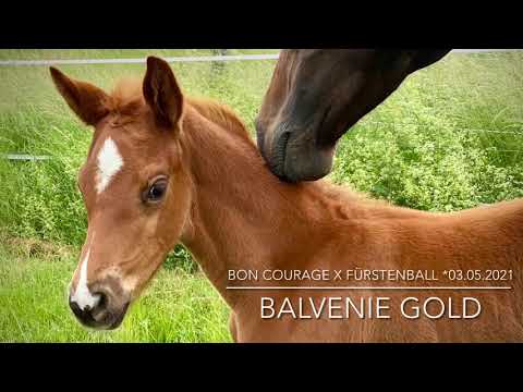 Stutfohlen v. Bon Courage x Fürstenball x Fürst Piccolo