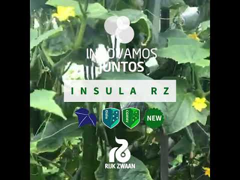 Insula RZ -  Javier López en San Agustín
