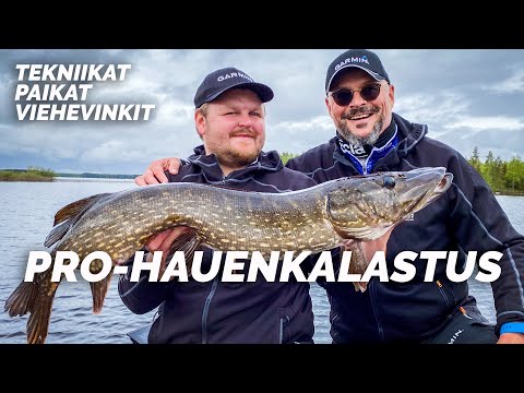 Näin kalastetaan isoja haukia nykyään – Haukigurut Heinonen & Karonen kertovat