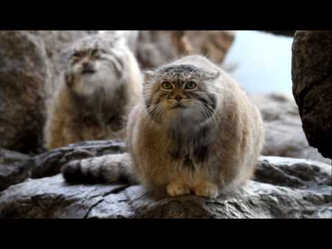 Pallas's Cat (Otocolobus manul or Felis manul), also known as the Manul