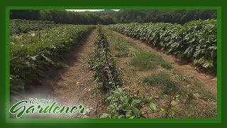 Green Door Gourmet Organic Farm| Volunteer Gardener