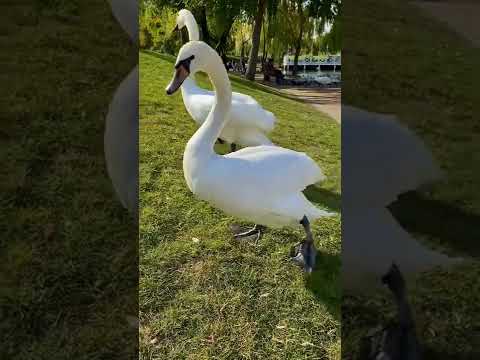 Борзый лебедь 🦢 | Лебедь и озеро #природа #деревня #лебедь #озеро #shorts