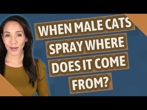 When male cats spray where does it come from?