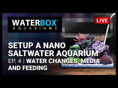 Episode 19:  Guide to Setting up a Saltwater Nano - Part 4 - Water + Media Changes and Feeding