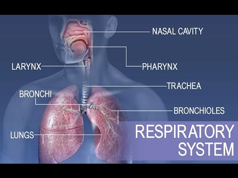 Anatomy and Physiology of Respiratory System