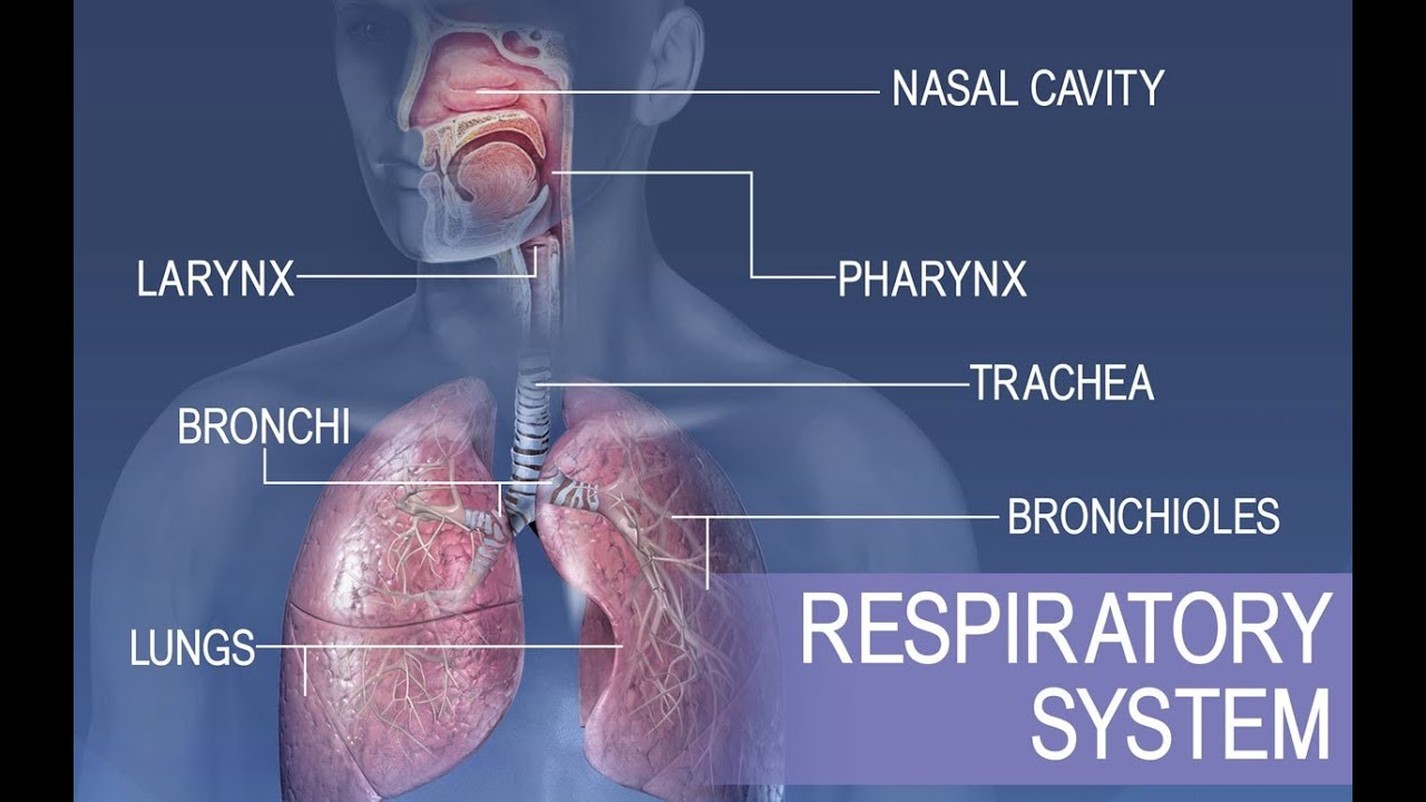 Anatomy and Physiology of Respiratory System