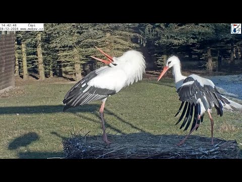 Čapí vítací klápací rituál