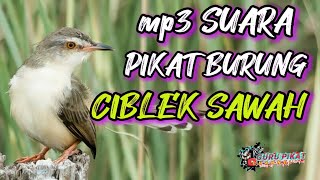 Download lagu suara pikat burung ciblek sawah atau ciwah mp3 Download lagu suara pikat burung ciblek sawah atau ciwah mp3