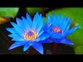 Rare Vedic Chants Of India Vibrat Anuvaka Chants That Will Radically Improve Your Life