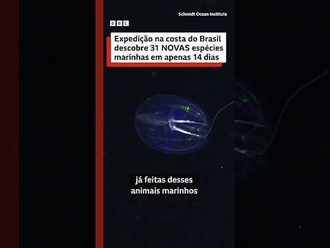 31 espécies potencialmente novas para a ciência descobertas no Ceará