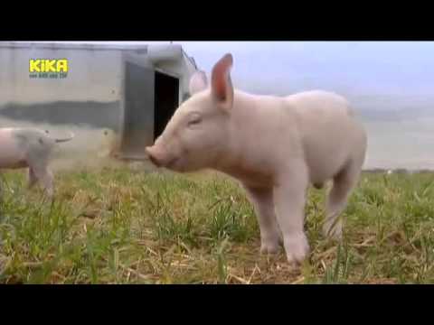 Löwenzähnchen 16 Keks und die wilde Bande