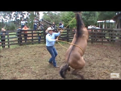 Rational Wild Horse Taming in Paraná