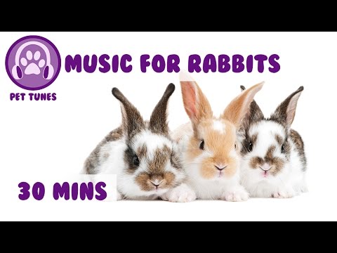 Relaxation Music or Rabbits! Rabbit Music to Help Calm Down your Bunny