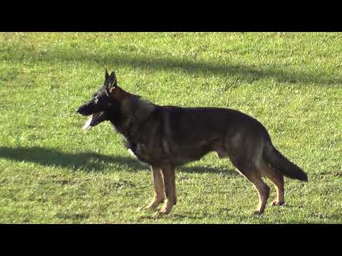 WUSV 2021  SWE 5 - THOMAS FRÖDING & LYMMELS KIMBO B 87