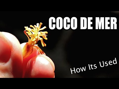 COCO DE MER : My Hunt for the Tree of Knowledge (Part 4 of 5) - Weird Fruit Explorer Ep 400