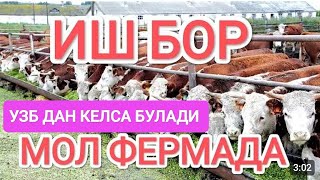 [27.09.2025] ИШ БОР МОЛ ФЕРМАДА УЗБЕКИСТОНДАН КЕЛСА БУЛАДИ ДОКУМЕНТ КИЛИБ БЕРАДИ