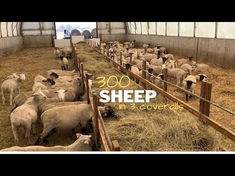 A Look inside the sheep operation. Have 300 ewes, 6 rams and 275 lambs.
