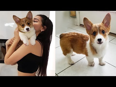 Surprising my Girlfriend with a CORGI PUPPY