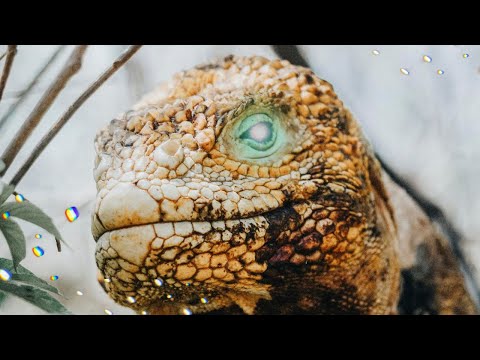 Diaz Tech & Papazov - Acid Dawn (Diaz Tech Remix)