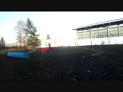 Trénink Agility - 3.1.2014