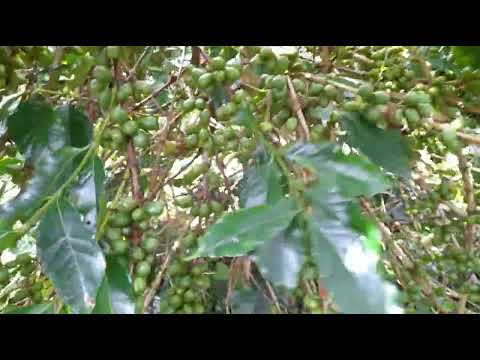 LAGU GAYO UNUNG UNUNG