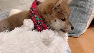 柴犬の動画01