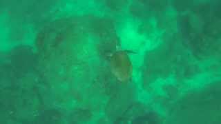 preview picture of video 'Green sea turtle while snorkeling'