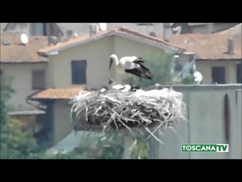 2017-07-18 FIRENZE - SALVATO PULCINO DI CICOGNA SU TRALICCIO A 24 METRI