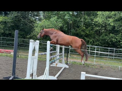 Lucca KSH video 2