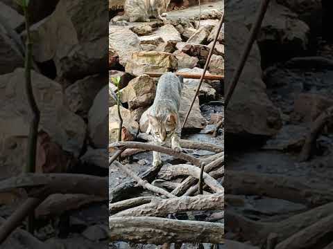 Wild Cats of Tahira 🐈‍⬛️ #shorts #youtubeshorts #trendingshorts #cats #freelancing #wild