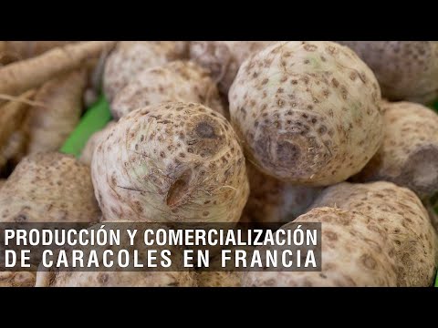 , title : 'Producción y comercialización de Caracoles en Francia - TvAgro por Juan Gonzalo Angel Restrepo'