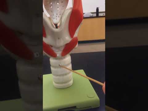 Larynx Model