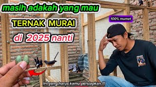 Download lagu TIPS FOR THOSE WHO WANT TO BREED MURAI IN 2025 mp3 Download lagu TIPS FOR THOSE WHO WANT TO BREED MURAI IN 2025 mp3