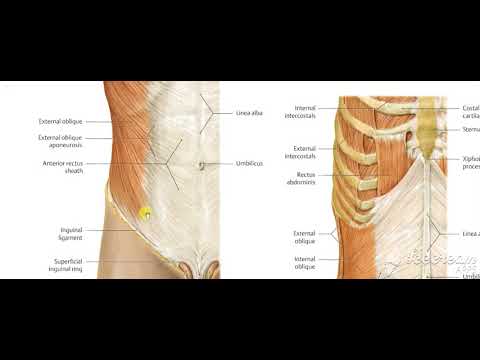 Male reproductive system