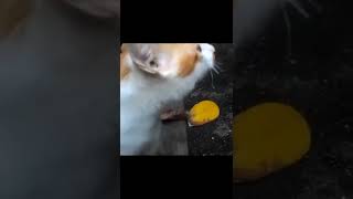 Download lagu STORY WA SAD//STORY WA TERBARU//STORY WA KUCING SADπ, KASIHAN KUCING NYAππ #storywa#short#kucing_sad mp3 Download lagu STORY WA SAD//STORY WA TERBARU//STORY WA KUCING SADπ, KASIHAN KUCING NYAππ #storywa#short#kucing_sad mp3