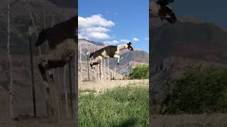 Jumping llama  #llamas