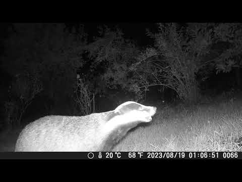 Dachs frisst Pflaumen, süß. Großstadt Jungle Berlin