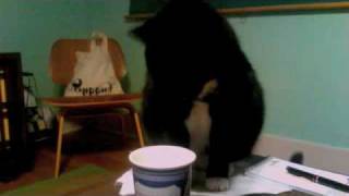 Pagoda The Cat Drinks Milk Like A Big Cute Face