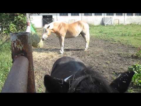 Hafi Cloud und Shetty Sternchen