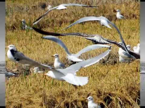 Santa Nit, Placida Nit, Noche de Paz, Silent Night, ( Andre Rieu )