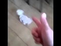 Doggo does a run.