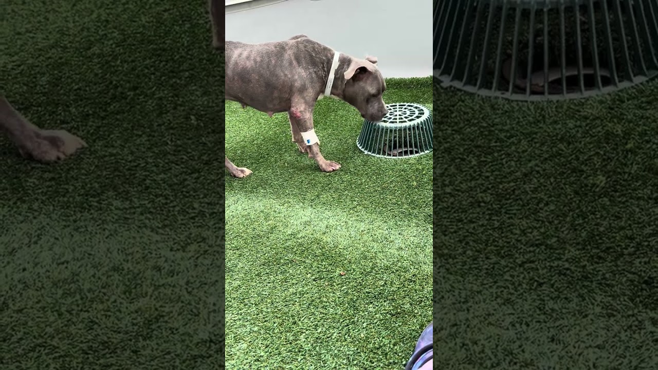 Whisper, a Adoptable Mixed Breed in West Chester, PA video 6/6