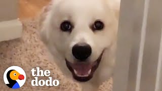 Dog Definitely Thinks She Lives In A Horror Film | The Dodo by The Dodo