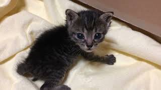 2匹の捨てられていた子猫を保護しました。