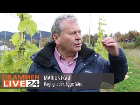 Egge Gård satser stort på vinproduksjon